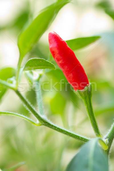 Red chilli pepper plant Stock photo © kenishirotie