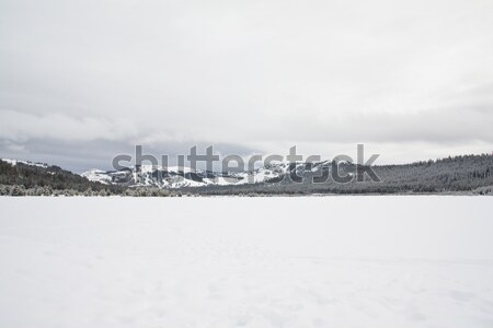 Winter landscape Stock photo © kenishirotie