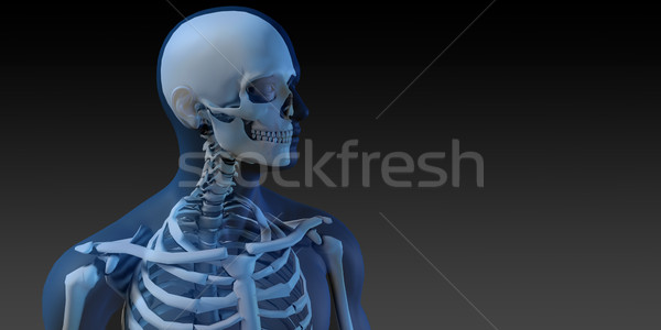 人體解剖學 可見 骨架 肌肉 藝術 男子 商業照片 © kentoh