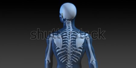 Medical Illustration of Human Body and Bones Stock photo © kentoh