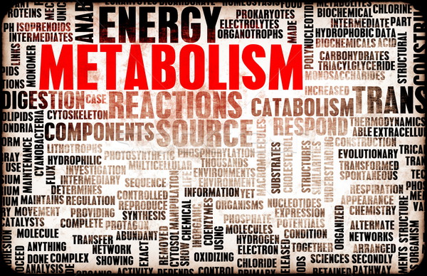 Metabolism Stock photo © kentoh