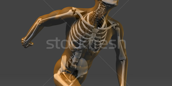 Human Body and Skeleton Anatomy Stock photo © kentoh