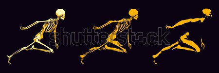 Medical Illustration of Human Body and Bones Stock photo © kentoh