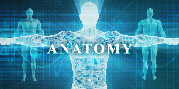 Anatomie medizinischen Spezialität Bereich Abteilung Hintergrund Stock foto © kentoh