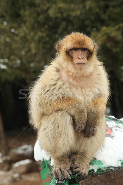 Ape forêt nature neige hiver animaux [[stock_photo]] © kentoh