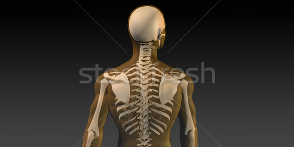 Taramak kemikleri vücut sağlık eğitim Stok fotoğraf © kentoh