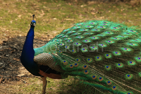 [[stock_photo]]: Paon · plein · plumage · ouvrir · coloré · nature