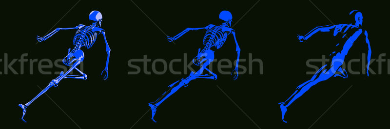 Human Body and Skeleton Anatomy Stock photo © kentoh