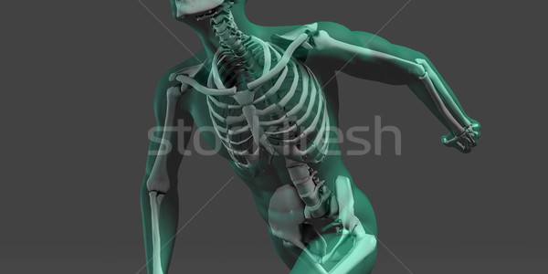 人體解剖學 可見 骨架 肌肉 藝術 男子 商業照片 © kentoh
