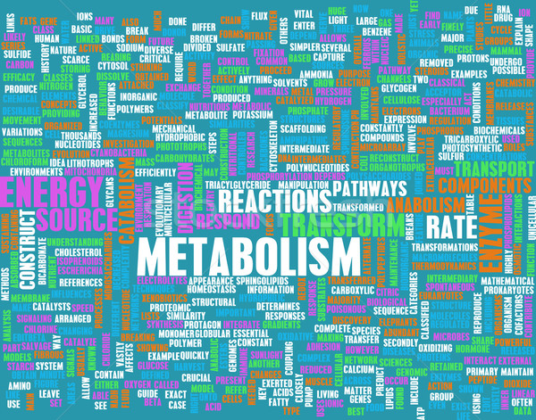 Metabolisme medische gezondheid oefening fitness behang Stockfoto © kentoh
