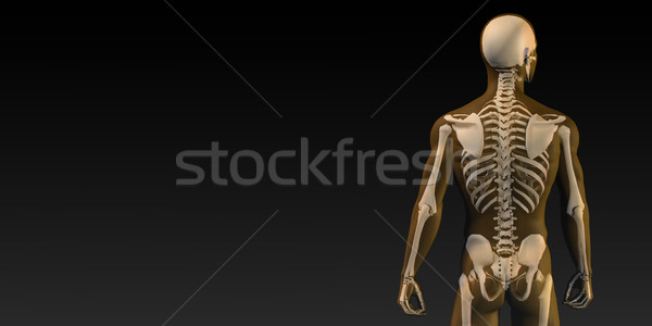 Human Bone Structure Diagram Stock photo © kentoh
