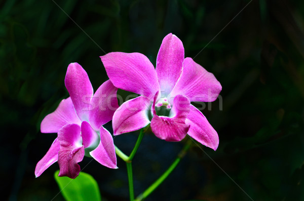 Orquídea preto laranja vermelho tropical rosa Foto stock © Kheat