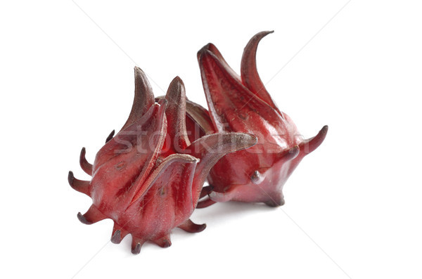 Roselle Stock photo © Kheat