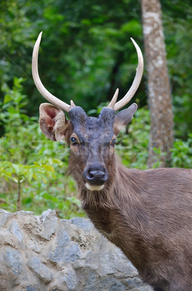 Portrait of Deer Stock photo © Kheat