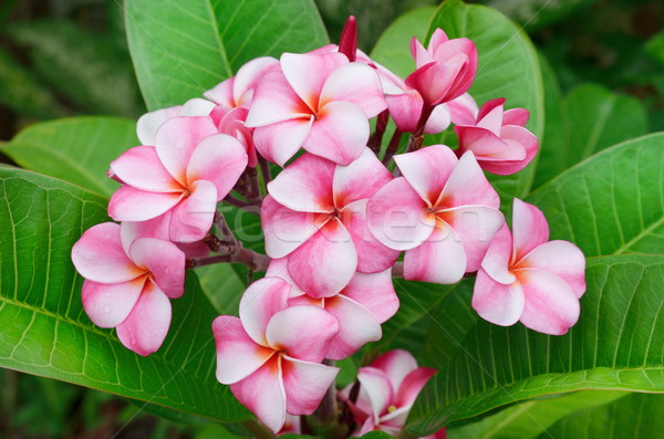 Plumeria flowers Stock photo © Kheat