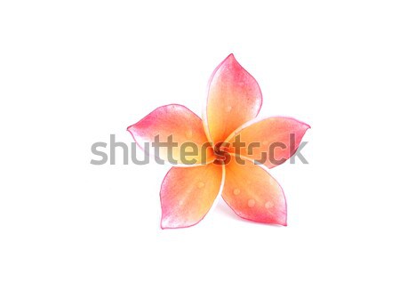 Plumeria flowers

 Stock photo © Kheat