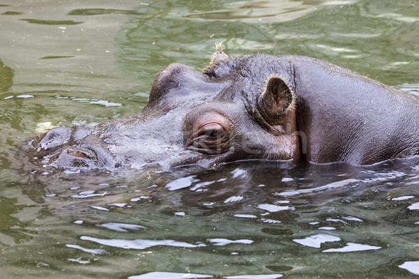 Hippopotamus (Hippopotamus amphibius) Stock photo © Kidza