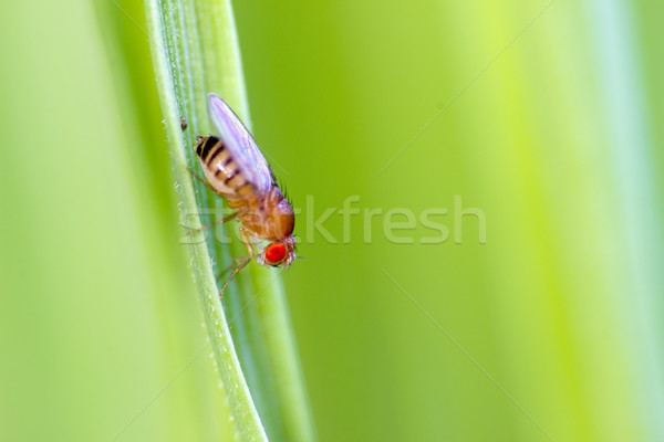 Jeden owoców latać zielony liść tle owadów Zdjęcia stock © Kidza