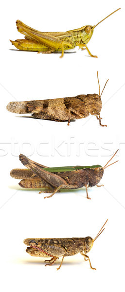 Grasshoppers isolated on white Stock photo © Kidza