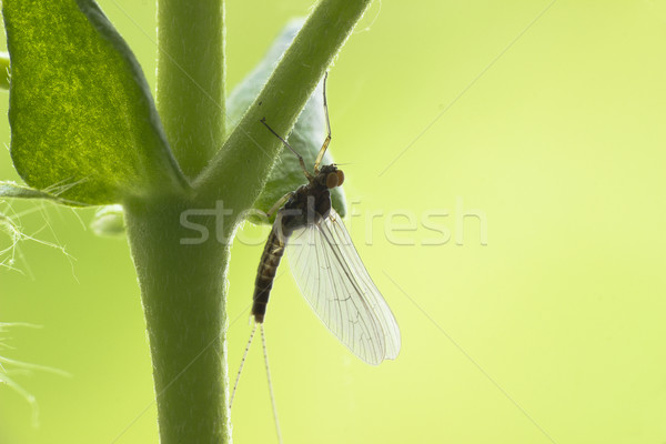 Mayfly Ephemeroptera Stock photo © Kidza