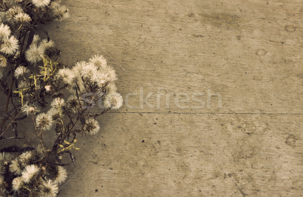 Secado flor silvestre flores silvestres edad flor Foto stock © Kidza