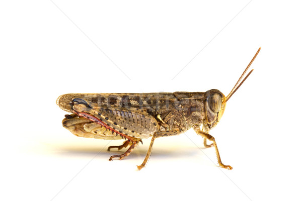 Grasshopper on the white Stock photo © Kidza