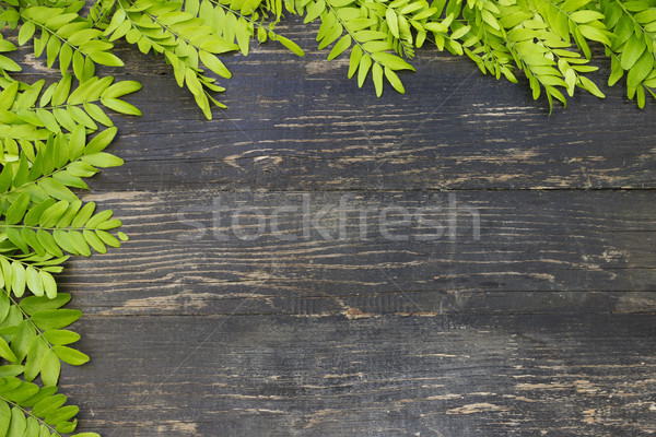 Fraîches printemps feuilles vertes vieux sombre texture [[stock_photo]] © Kidza