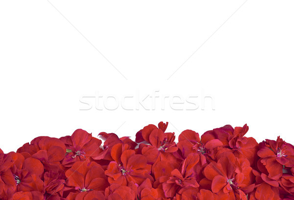 Floral banner hermosa flores rojas diseno marco Foto stock © Kidza