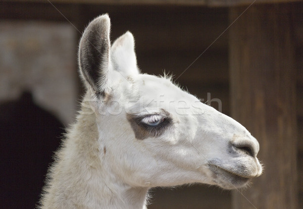 Foto stock: Cielo · naturaleza · jóvenes · cabeza · animales · perfil