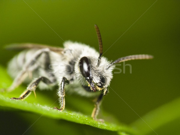 Minière abeille feuille nature jardin [[stock_photo]] © Kidza