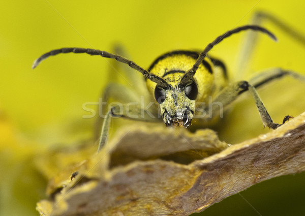 Zdjęcia stock: Beetle · kolorowy · gatunek · kwiat · charakter · portret