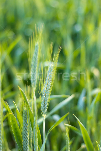 Orge luxuriante vert alimentaire [[stock_photo]] © Kidza