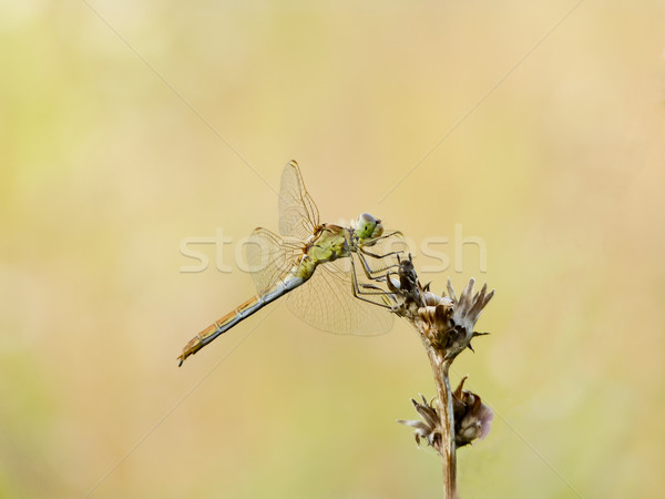 Dragonfly коричневый расплывчатый фон животного красивой Сток-фото © Kidza