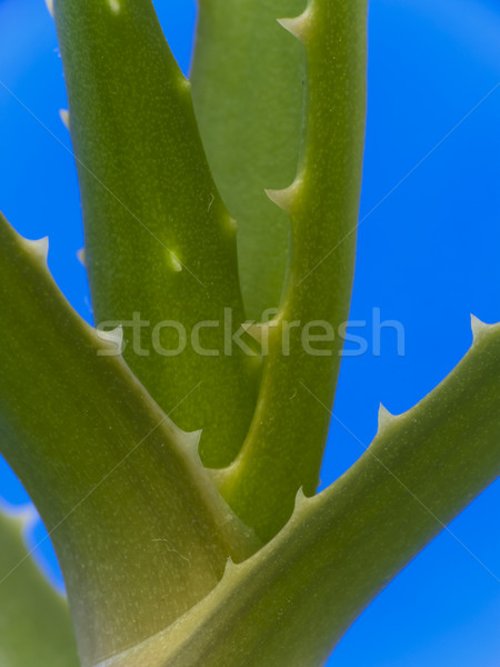 Aloe vera Stock photo © Kidza