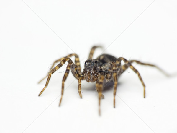 Spider  Stock photo © Kidza