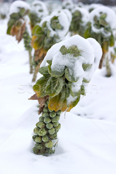 Bruxelles neige champs couvert alimentaire nature [[stock_photo]] © Kidza