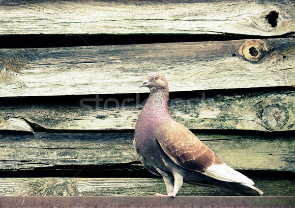 Colombe ville oiseaux pigeon rouge couleurs [[stock_photo]] © Kidza