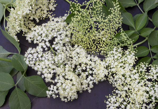 Foto d'archivio: Maggiore · fresche · fiori · buio · fiore · primavera