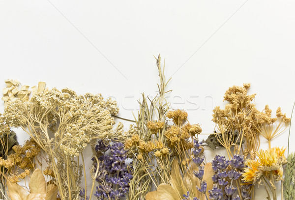 [[stock_photo]]: Séché · herbes · blanche · ensemble