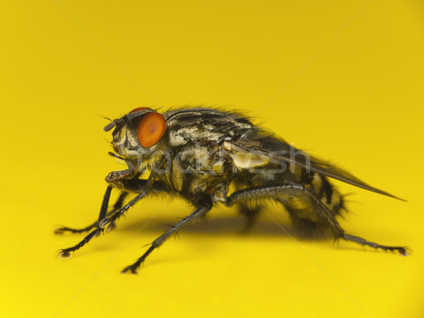 Maison volée macro jaune yeux insecte [[stock_photo]] © Kidza