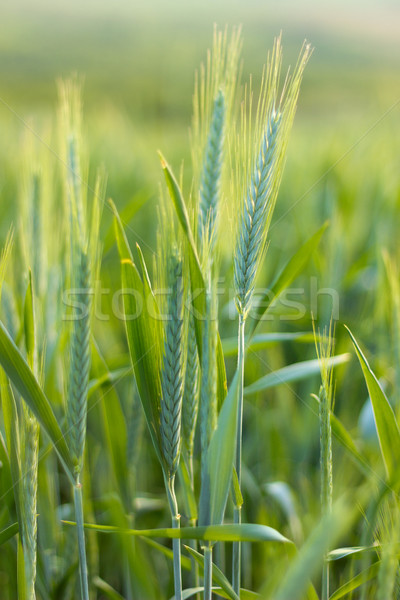 Verde orz câmp primăvară alimente Imagine de stoc © Kidza