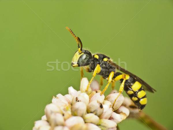 Striped wasp Stock photo © Kidza