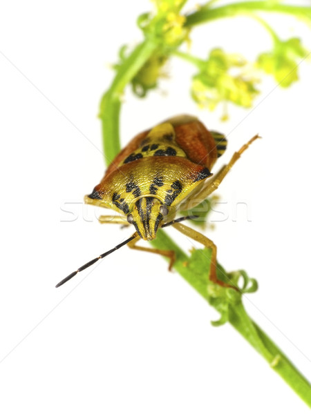 Scudo bug isolamento bianco natura insetto Foto d'archivio © Kidza