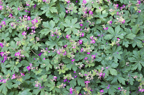 Stock photo: Geranium  macrorrhizum  flowers