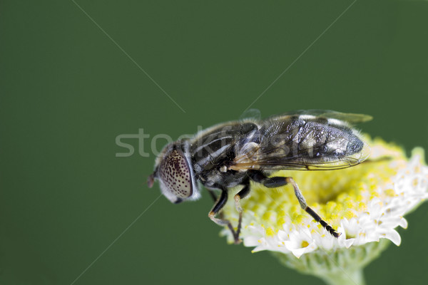 Large spotty-eyed dronefly {Eristalinus aeneus) on a flower Stock photo © Kidza