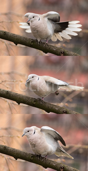 Dove (streptopelia decaocto)-Bird gymnastics Stock photo © Kidza