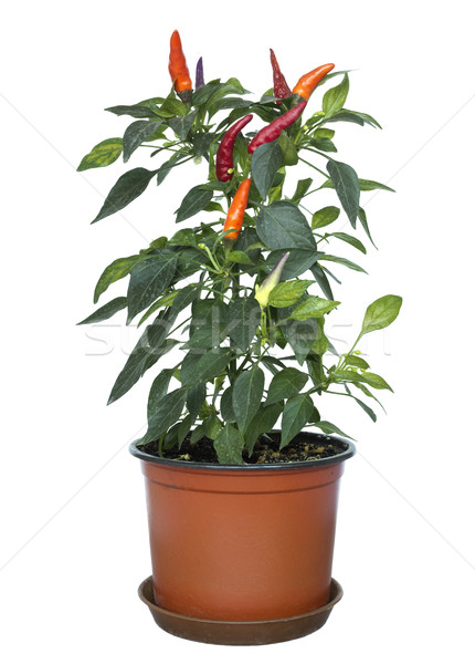 Pot mixte chili usine blanche [[stock_photo]] © Kidza