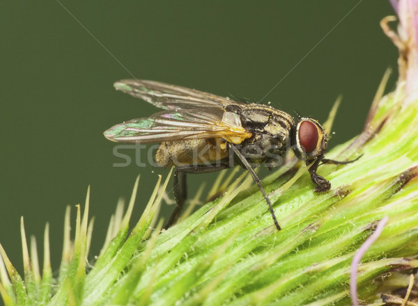 Fliegen Makro Fotografie Blumen Blume Körper Stock foto © Kidza