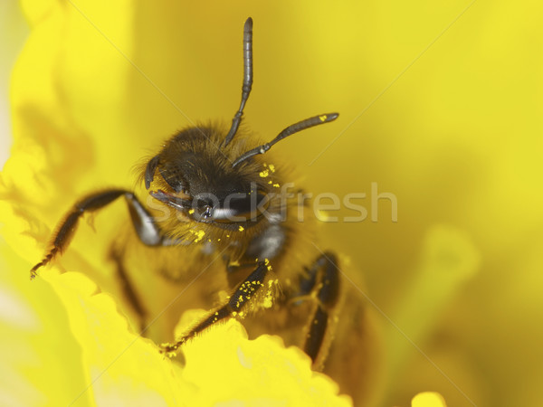 Méh munka természet citromsárga rovar elfoglalt Stock fotó © Kidza