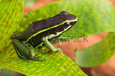 Strisce veleno Dart rana seduta foglia verde Foto d'archivio © kikkerdirk